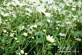 하노이의 옥스 아이 데이지(Ox-Eye Daisy) 정원은 수천 명의 방문객을 끌어 들인다.
