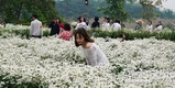 하노이의 옥스 아이 데이지(Ox-Eye Daisy) 정원은 수천 명의 방문객을 끌어 들인다.