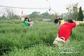 하노이의 옥스 아이 데이지(Ox-Eye Daisy) 정원은 수천 명의 방문객을 끌어 들인다.