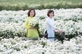 하노이의 옥스 아이 데이지(Ox-Eye Daisy) 정원은 수천 명의 방문객을 끌어 들인다.
