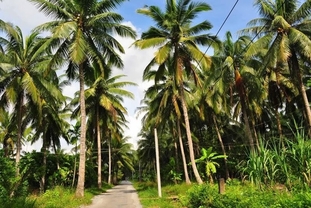 [투자] 중국 환레자 식품, 베트남에 1840만달러 코코넛 가공 공장을 건설