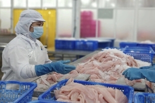 중국, 미국을 제치고 베트남 최대 해산물 수입국으로 부상