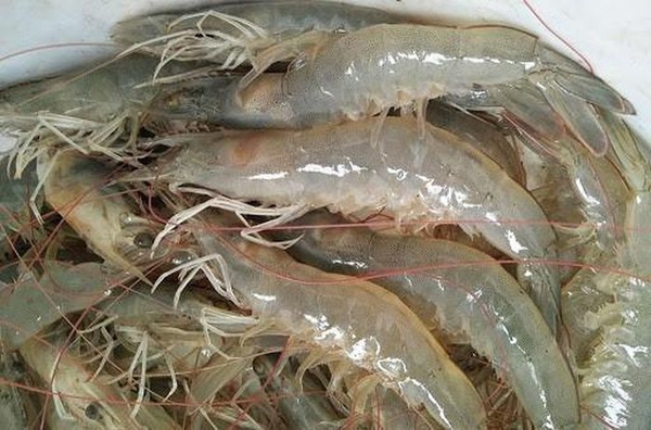 카지노사이트