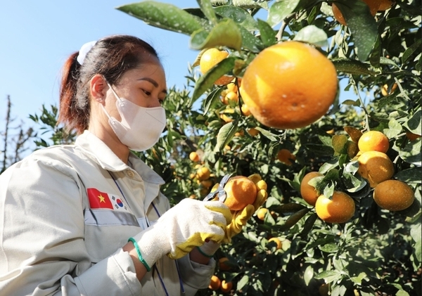 계절근로자는 5~8개월간 일하면 1억 5천만~3억 2천만 동을 벌 수 있다.
