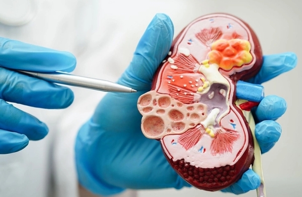 인체 신장 해부학 시뮬레이션