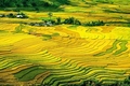 [쌀] 올 해는 중국이 최대 쌀 수입국이 될 것이다.