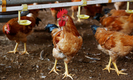 세계보건기구는 베트남에 H5N8 조류독감 변종을 경계하라고 경고했다.