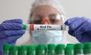 베트남, 조류독감 위험 속 외국인 입국 감시를 요청