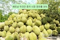 [농수산물] 두리안, 중국 시장 점유율 30% 점유, 수십억 달러 수출 목표