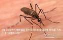 보건부, 베트남 북부에 뎅기열 경보 발령
