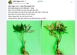 7년 묵은 베트남 국보 '응옥린 인삼' 한 뿌리당 수십만 동에 팔리는데.....