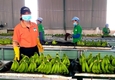 한국, 상반기 베트남산 과일·채소 1억6400만달러치 수입
