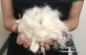 [스타트업] 베트남, 파인애플 잎을 대규모로 원단으로 생산하며 글로벌 친환경 패션 경쟁에 공식 합류