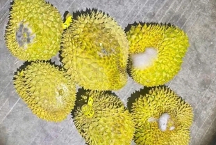 검사 중단으로 농장에 버려지는 두리안, 심각한 피해 예상