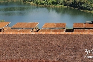 [베트남브리핑] 베트남 커피 시장: 소비자, 과제, 전망에 대한 심층 분석