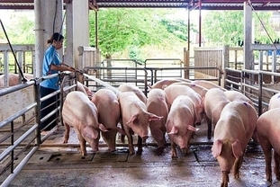 돼지 가격 5년 만에 최저, 농가 피해 속출