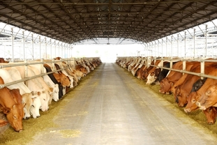 호아팟 농업, IPO 앞두고 기업가치 4억 5천만 달러 돌파…베트남 축산업 2위 등극