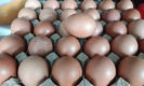 홍수·장마로 계란 가격 폭등…호치민 개당 3,800~8,000동, 작년 대비 25~30%↑