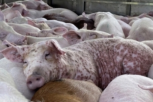 아프리카돼지열병 ‘역대 최악’… 11개월 새 123만 마리 살처분, 돼지고기 공급 차질 우려
