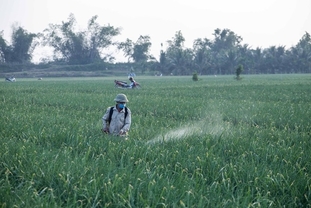 올해부터 두리안·용과·자몽 해충 방제 약제 추가 허용…안전한 신활물질 중심
