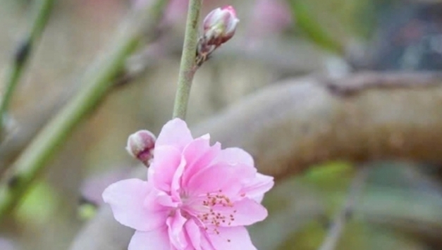 설 연휴 베트남 북부 ‘한파 지속’… 남부는 건조한 더위