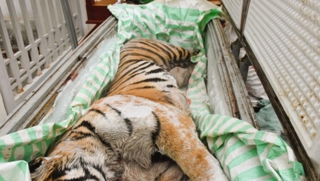 설날 특수 노린 ‘호랑이 뼈 추출물’ 밀조 일당, 탄호아성서 덜미