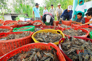 수산물의 떠오르는 스타: '다크호스' 나비코가 빈호안을 제치고, 사오타는 민푸를 바짝 추격