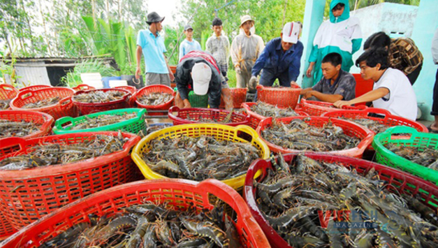수산물의 떠오르는 스타: '다크호스' 나비코가 빈호안을 제치고, 사오타는 민푸를 바짝 추격