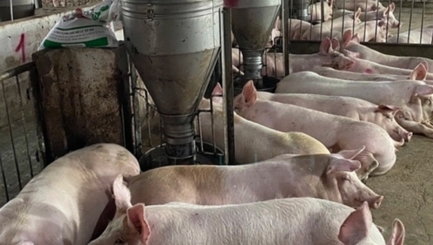 돼지고기 가격 하락, 음력 설 연휴 이후