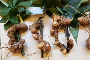 다낭, 8월 첫 국제 인삼 축제 개최… “베트남 국보” 응옥린 인삼 전 세계에 알린다