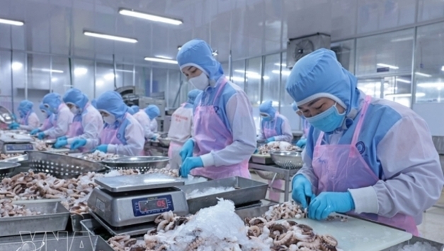 베트남 오징어·문어 수출, 한일 동시 호재에 날개! 아시아 시장이 끌어올린다