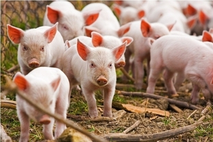 BAF, 올해 순이익 6배 폭증 목표… 고층 첨단 양돈 단지 대규모 투자