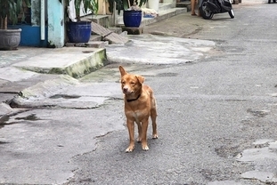 떠이닌성 광견병 사망 7명으로 증가…반려동물 접종률 ‘심각한 수준’