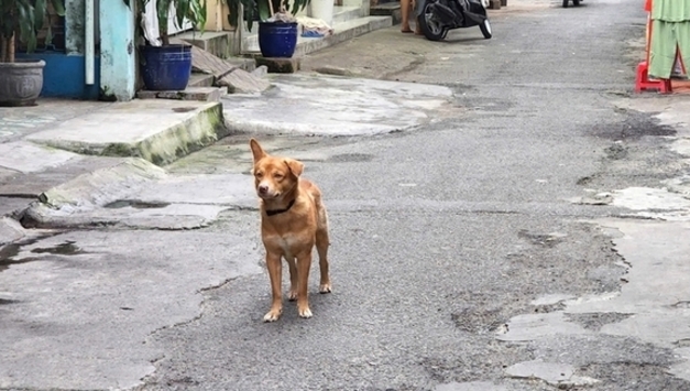 떠이닌성 광견병 사망 7명으로 증가…반려동물 접종률 ‘심각한 수준’