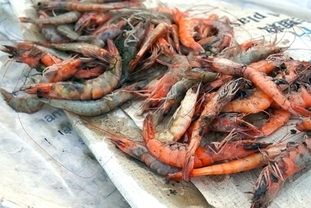 “타는 듯한 더위가 집어삼킨 양식장”… 까마우성, 폭염에 새우·게 대량 폐사 위기