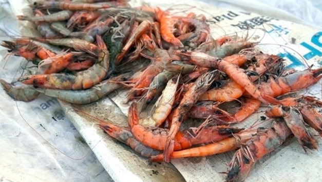 “타는 듯한 더위가 집어삼킨 양식장”… 까마우성, 폭염에 새우·게 대량 폐사 위기